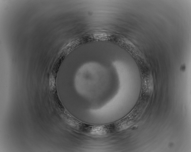 X0000099300705200805090954