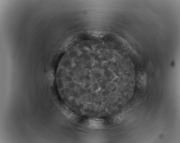 X0000099300707200805090954