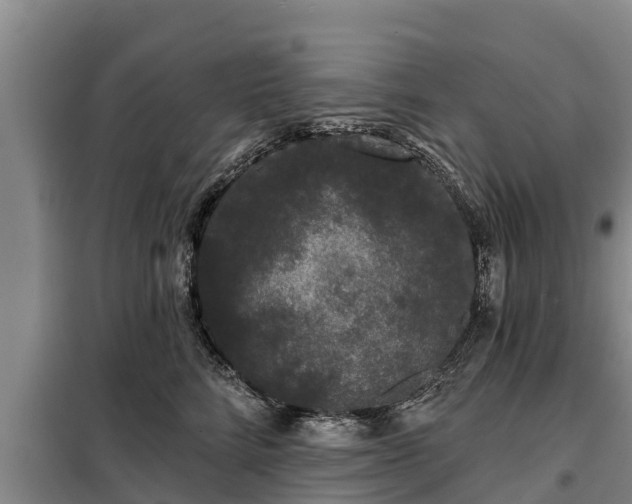 X0000099300712200805090954