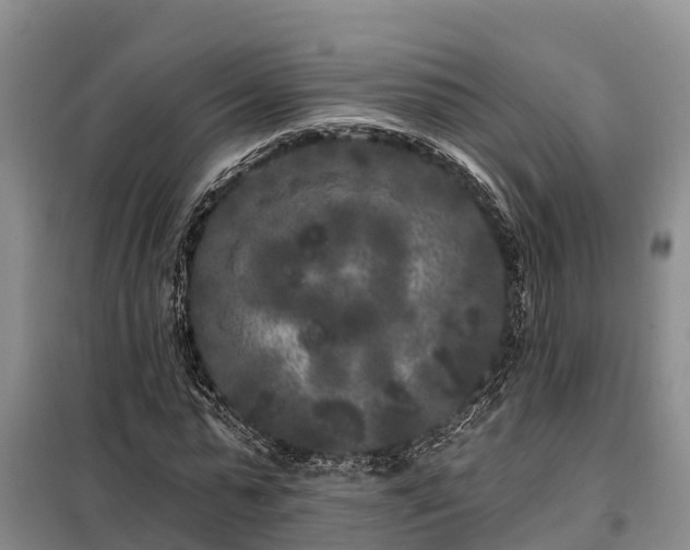 X0000099300775200805090953