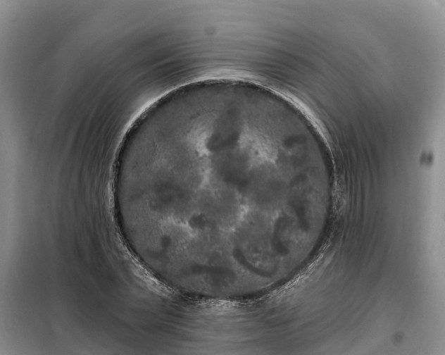 X0000099300783200805090953