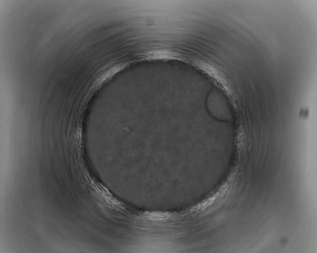 X0000099300825200805090952