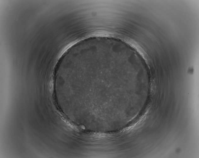 X0000099300829200805090952