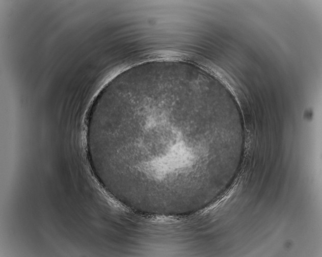 X0000099300835200805090952