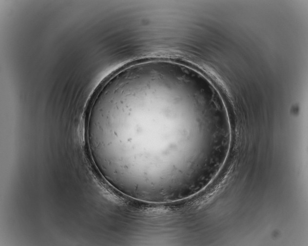 X0000099300838200805090952