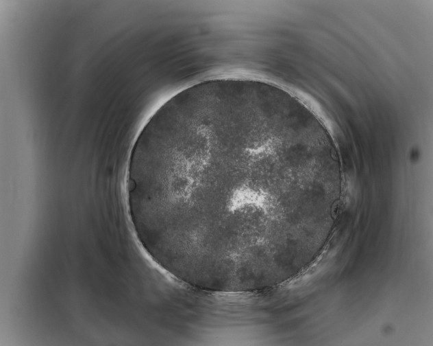 X0000099300863200805090953