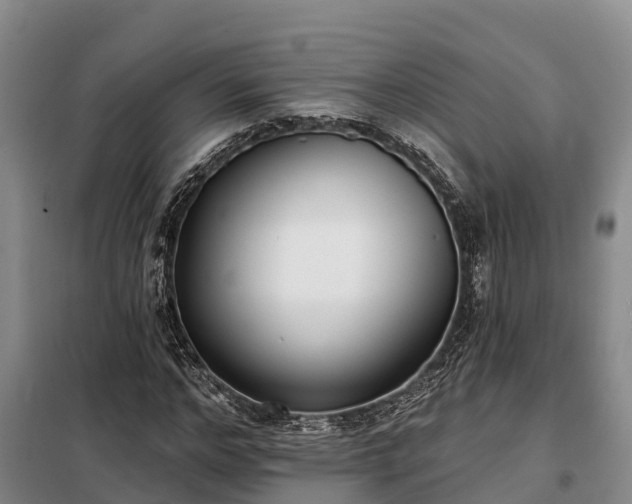 X0000099300968200805090950