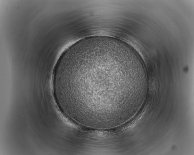 X0000099300987200805090950