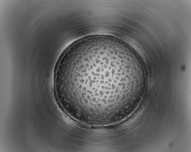 X0000099300988200805090950