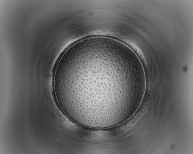 X0000099300992200805090950