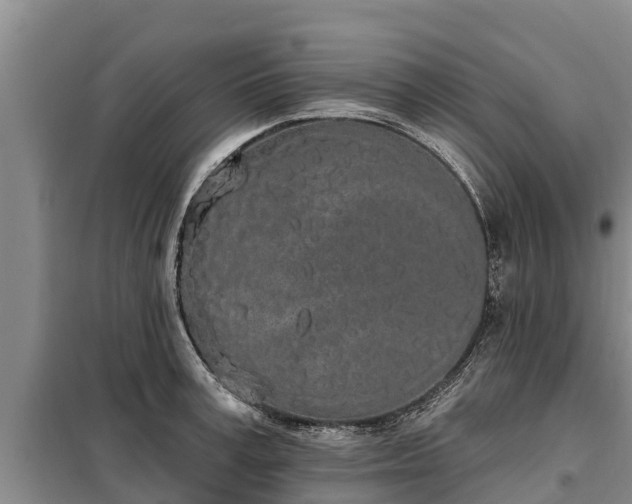 X0000099300995200805090950