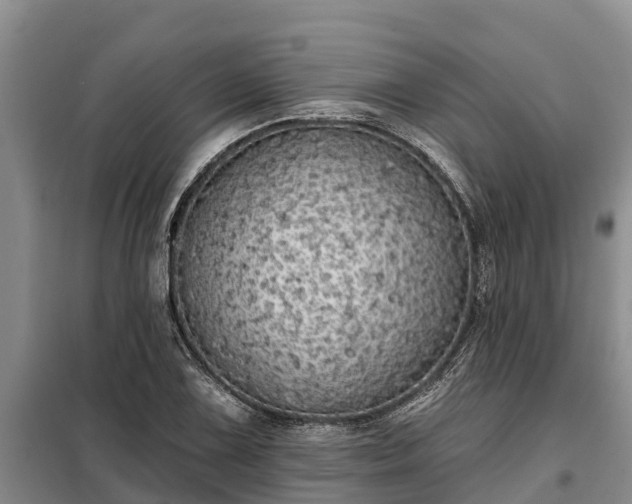 X0000099301075200805090949