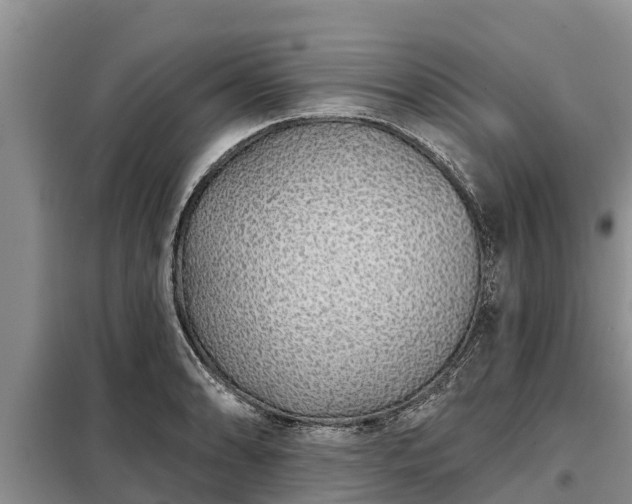 X0000099301086200805090949