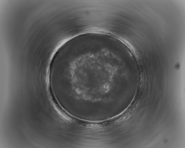 X0000099301128200805090948