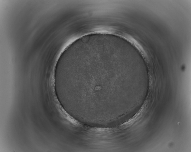 X0000099301240200805090946