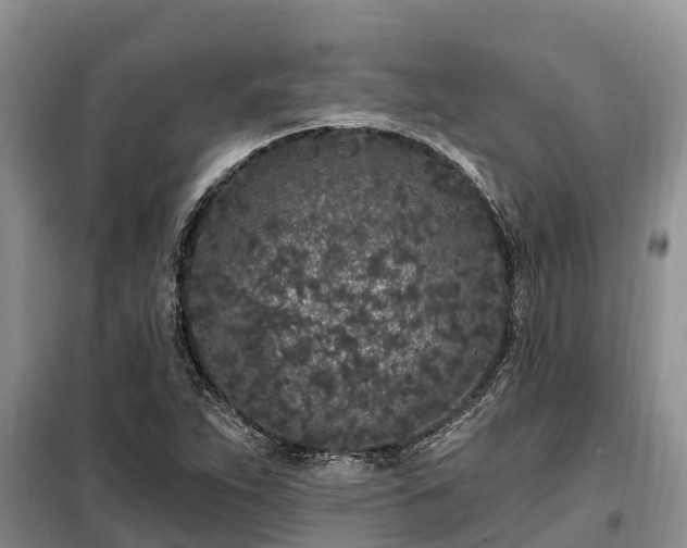 X0000099301263200805090946