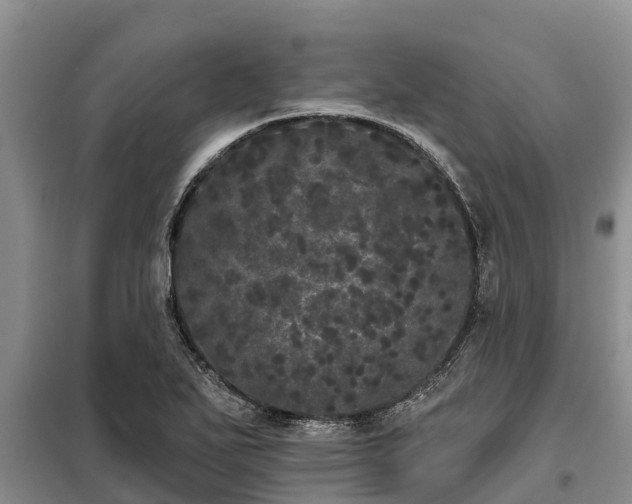 X0000099301271200805090946