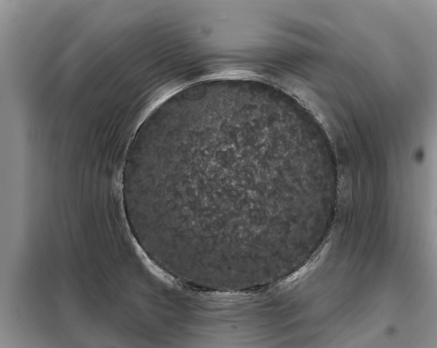 X0000099301425200805090943