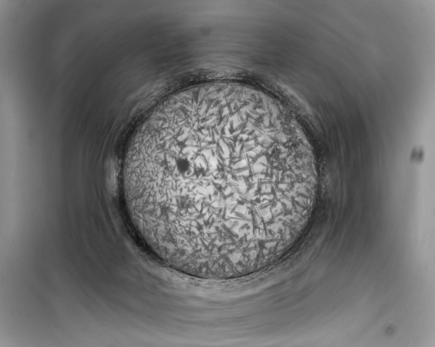 X0000099300026200805161359