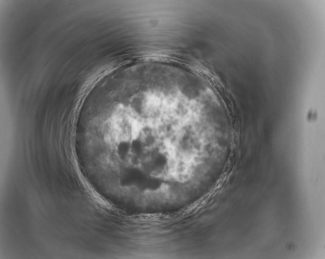 X0000099300049200805161358