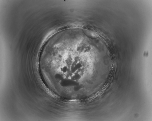 X0000099300053200805161358