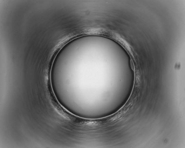 X0000099300059200805161358