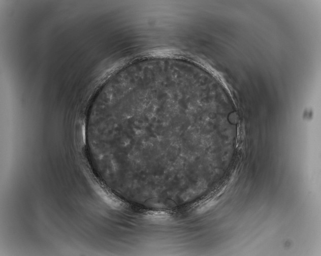 X0000099300061200805161358