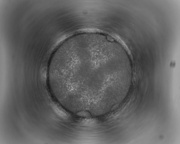 X0000099300063200805161358