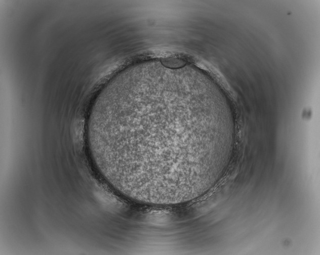 X0000099300066200805161358