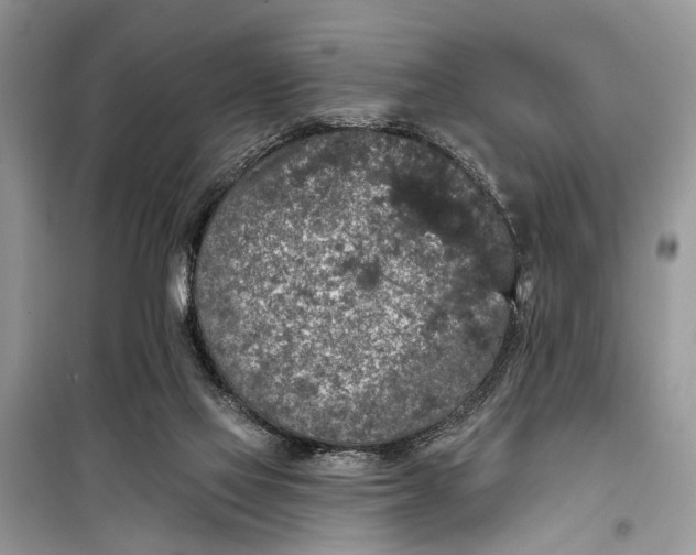 X0000099300069200805161358