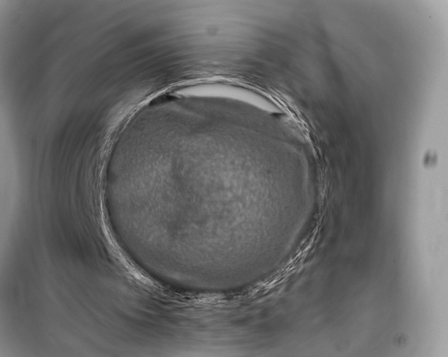 X0000099300097200805161358