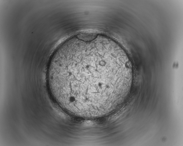 X0000099300111200805161358