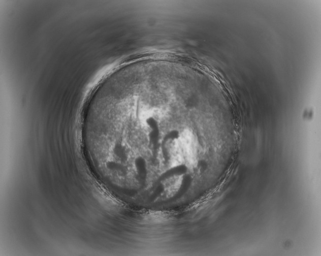 X0000099300149200805161357