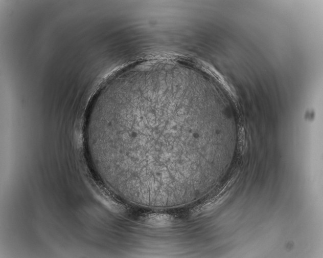 X0000099300203200805161356