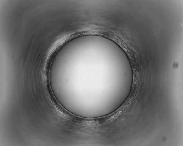 X0000099300245200805161355