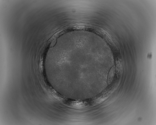 X0000099300267200805161356