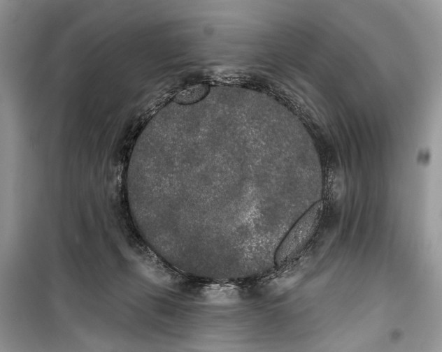 X0000099300271200805161356