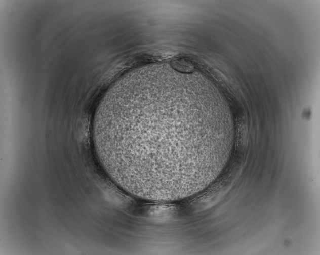 X0000099300274200805161356