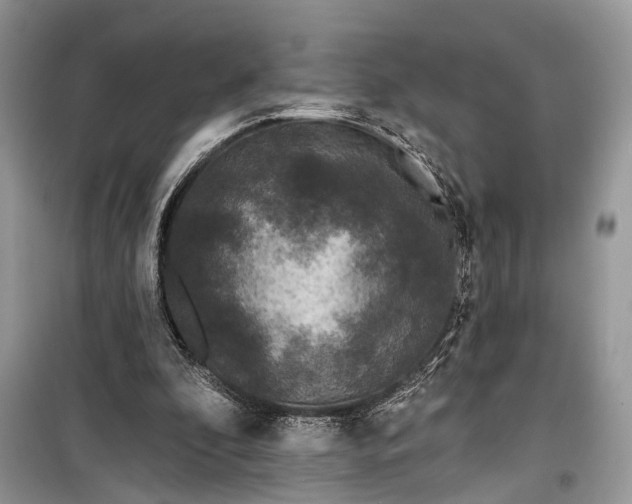 X0000099300296200805161355