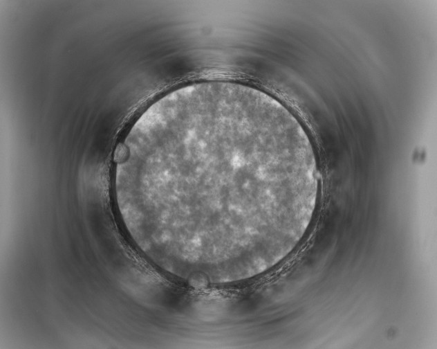 X0000099300297200805161355