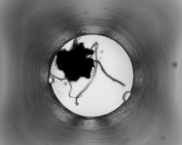 X0000099300309200805161355