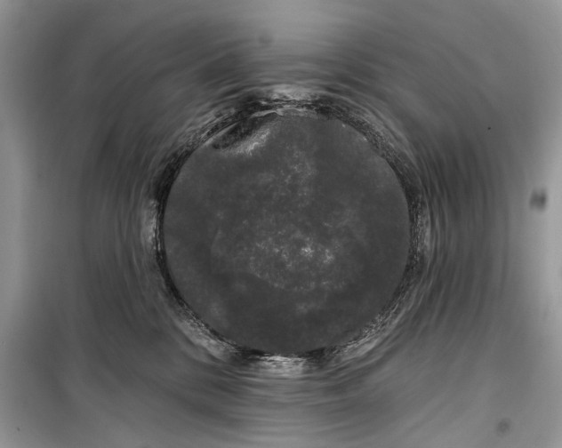 X0000099300328200805161355