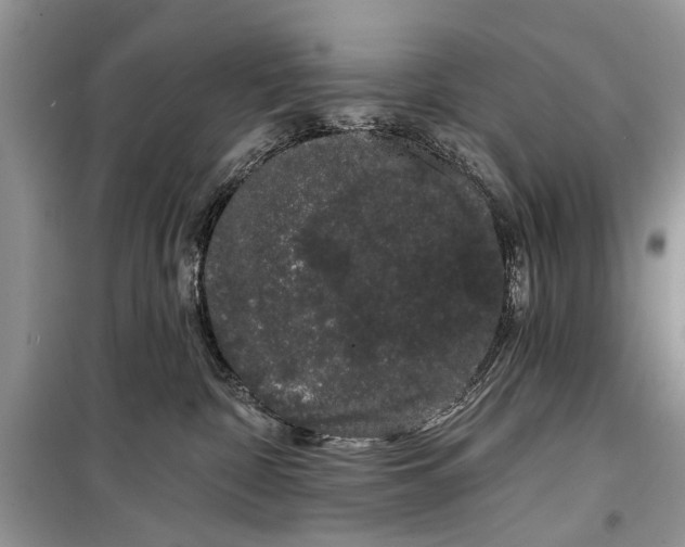 X0000099300332200805161355