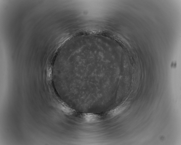 X0000099300336200805161354