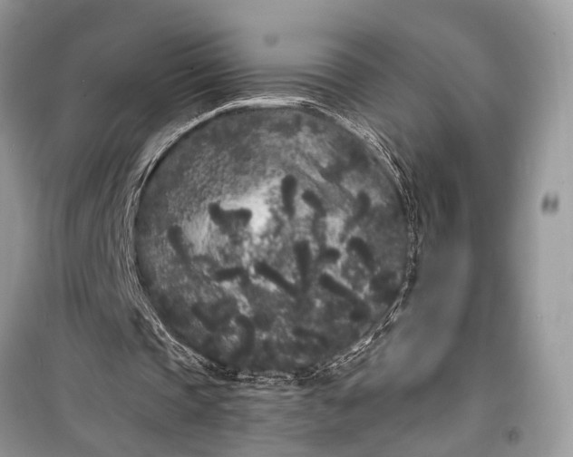 X0000099300337200805161354