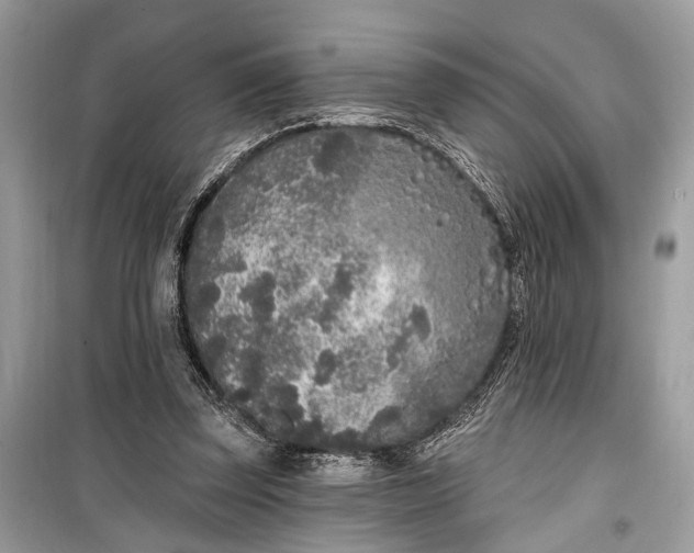 X0000099300347200805161354