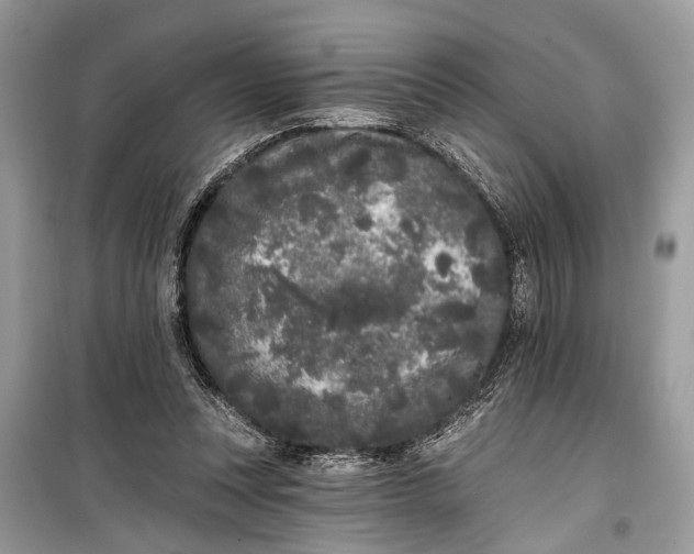 X0000099300351200805161354