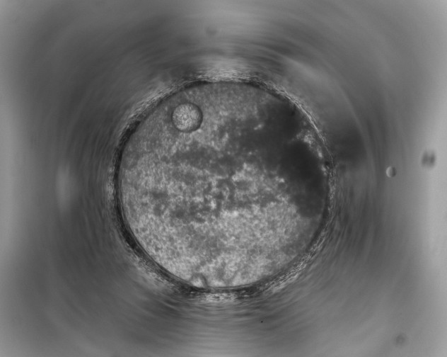 X0000099300353200805161354