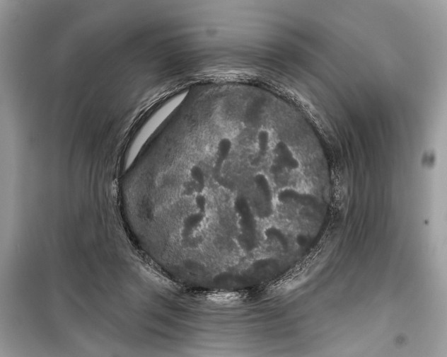 X0000099300357200805161354