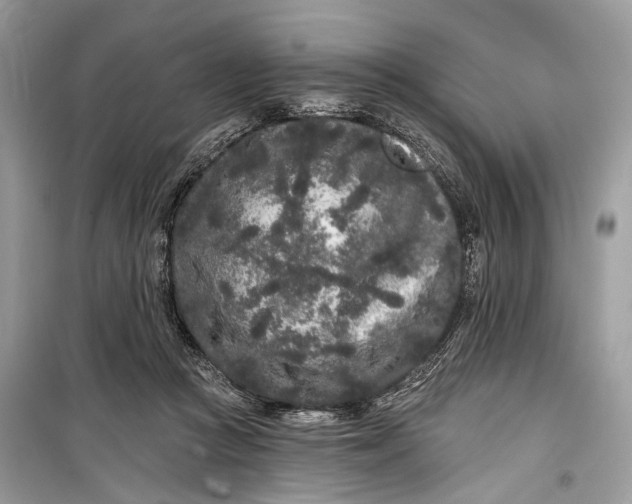 X0000099300361200805161354